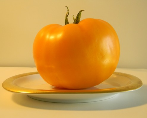 Yellow Tomato from successful garden Barry Sahagian