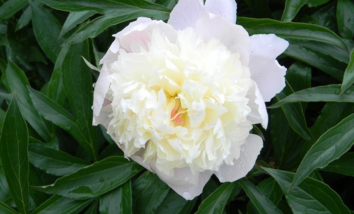 White Peony